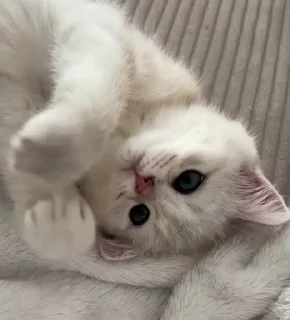 🐾