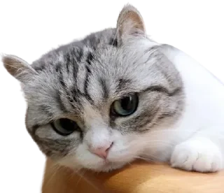 😺