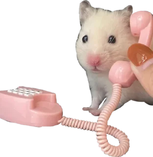 📞