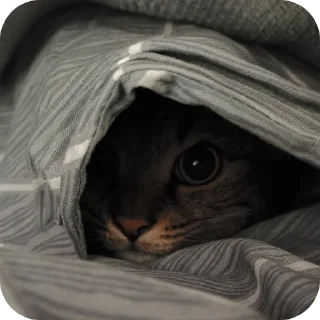 🐱