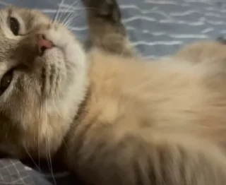 🐾