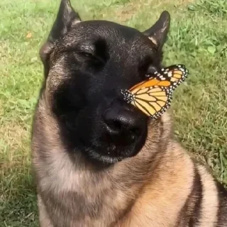 🫢