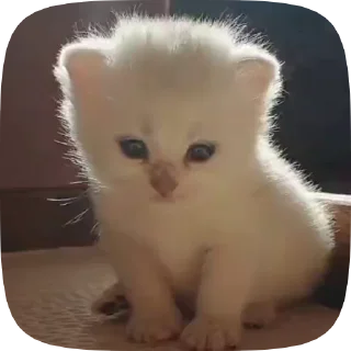 🥺