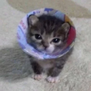 🐱