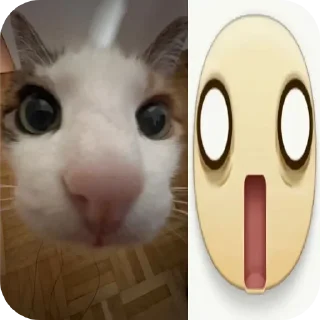 🐱