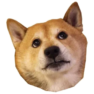 🐶