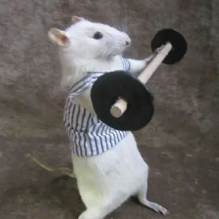 💪