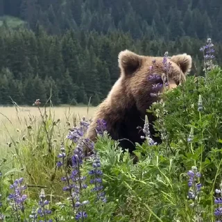 🤩