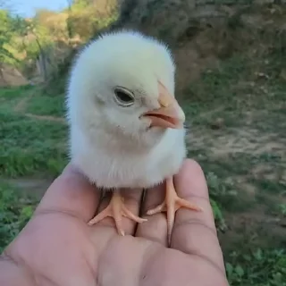 🤩