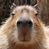 Капибарность @Capybaraness
