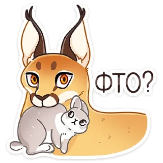 😼