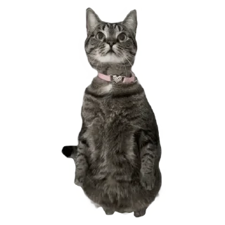 🐈‍⬛