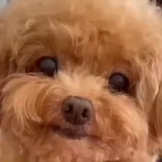 🐶
