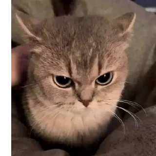 😡