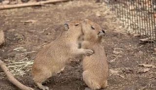 😘