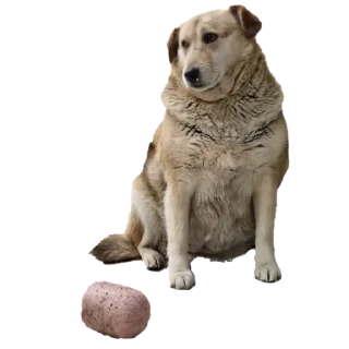 batumidogs