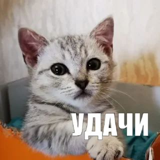 🙌