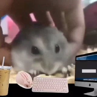 🐹