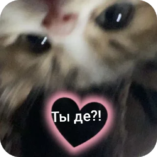 🐱
