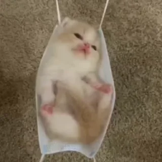 🐈