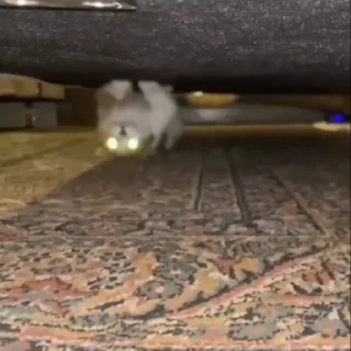 🤩