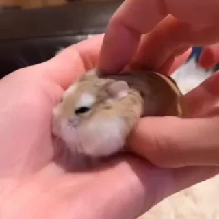 🥟
