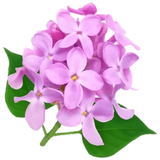 🌸
