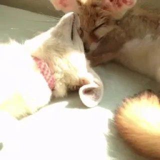 🦊