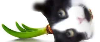 ☠️