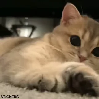 🥹