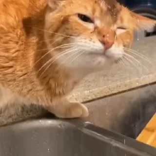 🐈