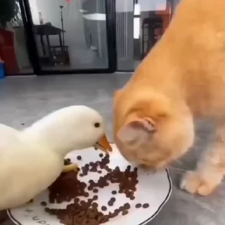 🐈
