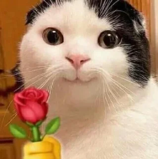 🐱