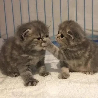 🐱
