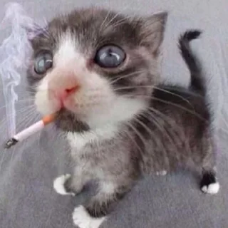 🐱