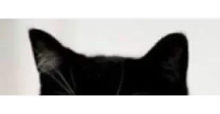 🐱