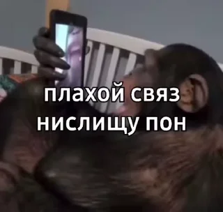 🙉
