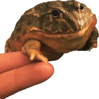 🤲