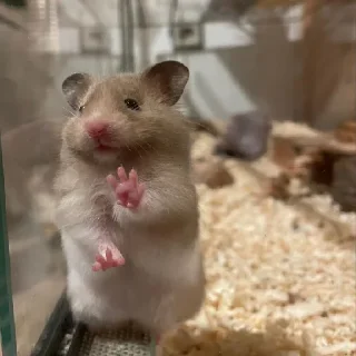 🐹