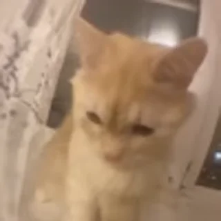 🐈‍⬛