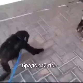 💫