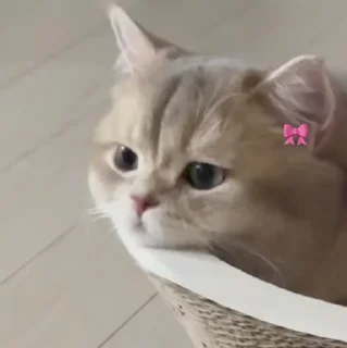 🐱