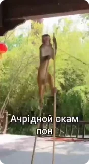 🌟
