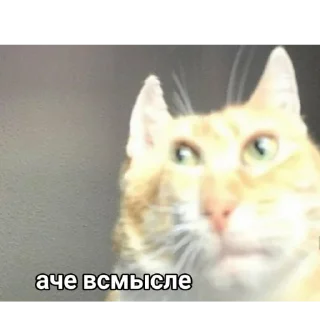 😾