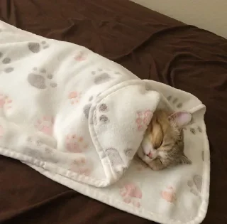😴
