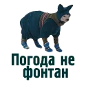 🐈