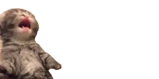 🐈