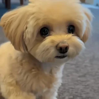 🐶