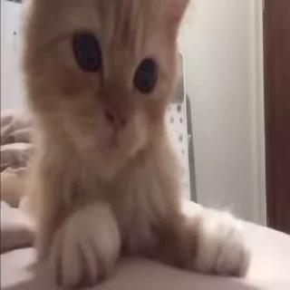 🐈