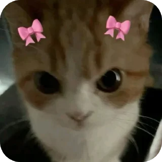 🐱